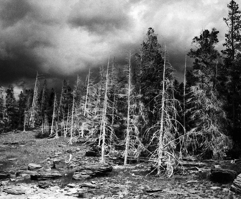 A black and white film image set in Yellowstone national park. Sulphuric-acid bleached trees stand across a small field of shale.